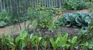 Cara memulai kebun sayur dengan cepat (dan dengan anggaran terbatas!) 