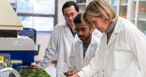 Plantas estressadas podem transmitir “memórias” para criar descendentes mais resistentes