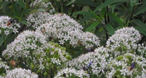 Fête des pollinisateurs sur les fleurs d ail et de ciboulette