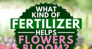 Que tipo de fertilizante ajuda as flores a florescer? [7 sugestões concretas]