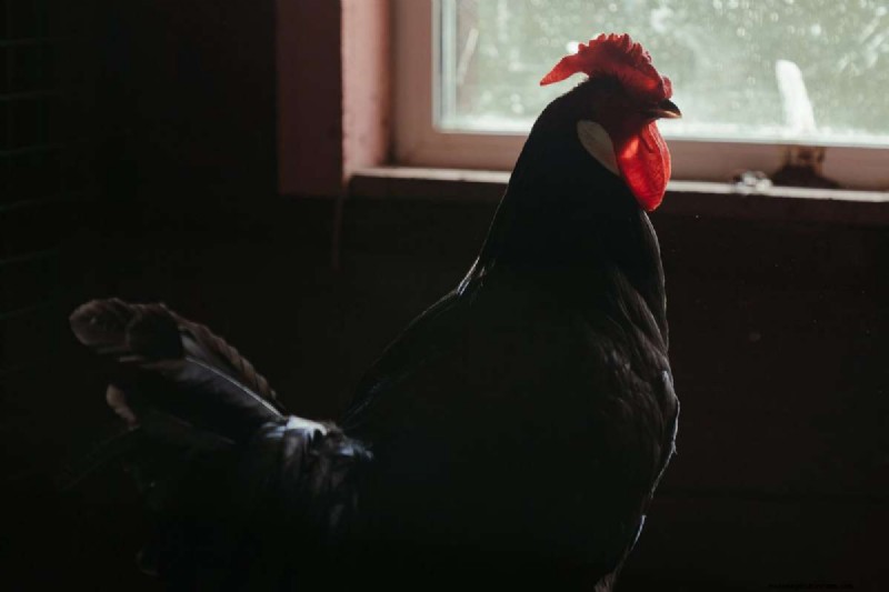 Een uitgebreide gids voor kippenrassen:soorten, kenmerken en verzorging 