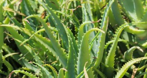 Coltivazione di Aloe Vera in India:redditività, costi e agricoltura a contratto 