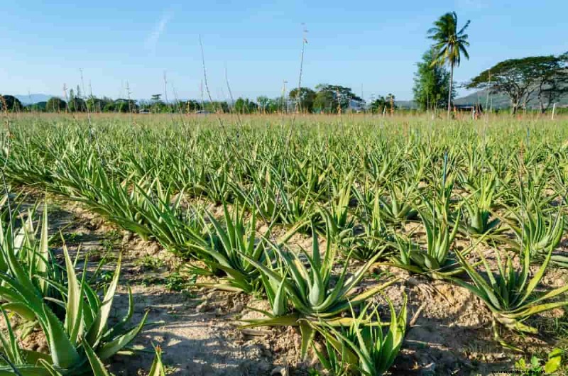 インドの薬用植物栽培:収益性、コスト、収益分析 