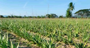 Cultivo de plantas medicinales en la India:análisis de rentabilidad, costos y rentabilidad 
