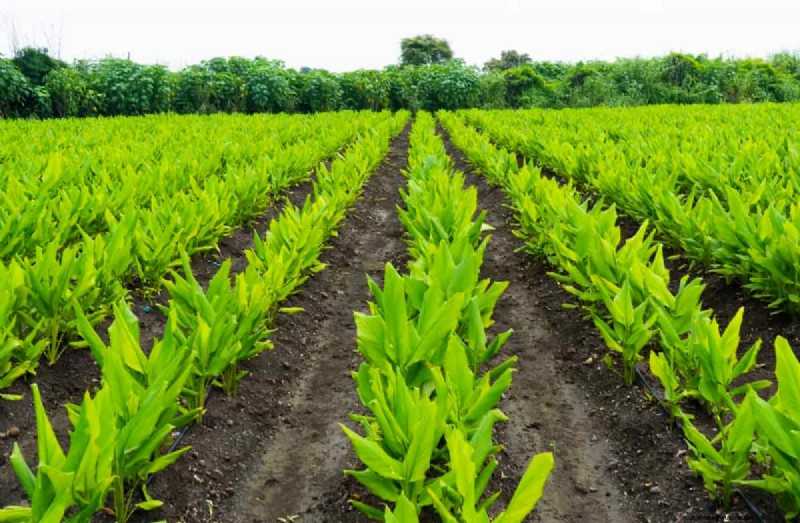 インドの薬用植物栽培:収益性、コスト、収益分析 
