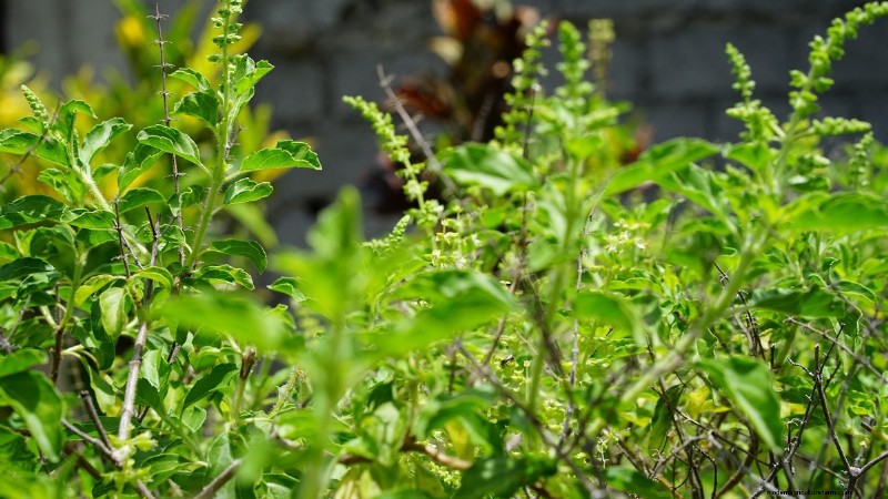 インドの薬用植物栽培:収益性、コスト、収益分析 
