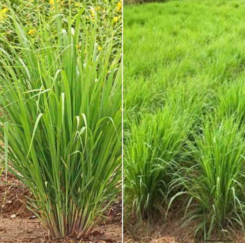 インドの薬用植物栽培:収益性、コスト、収益分析 