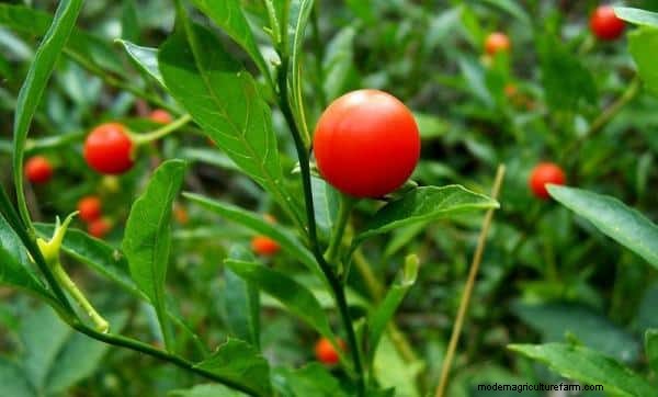 Agricoltura di Ashwagandha in India:redditività e analisi dei costi (1 acro) 