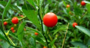 Ashwagandha-landbouw in India:winstgevendheid en kostenanalyse (1 hectare) 