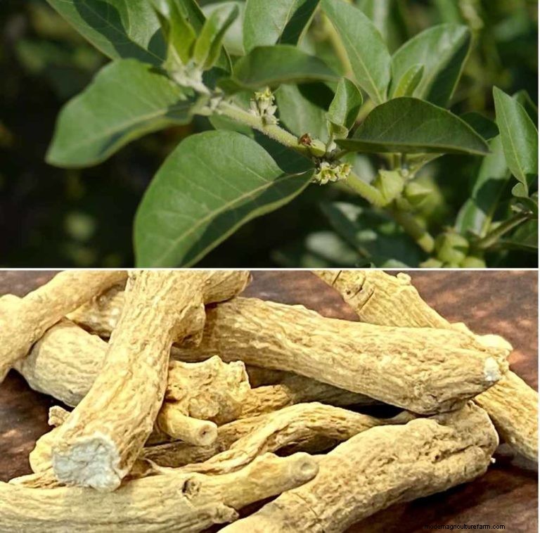 Agricoltura di Ashwagandha in India:redditività e analisi dei costi (1 acro) 