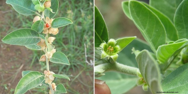 Agricoltura di Ashwagandha in India:redditività e analisi dei costi (1 acro) 