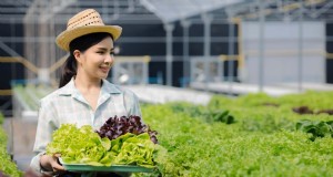 Gids voor hydrocultuur:kweek planten met zelfgemaakte vloeibare meststoffen 