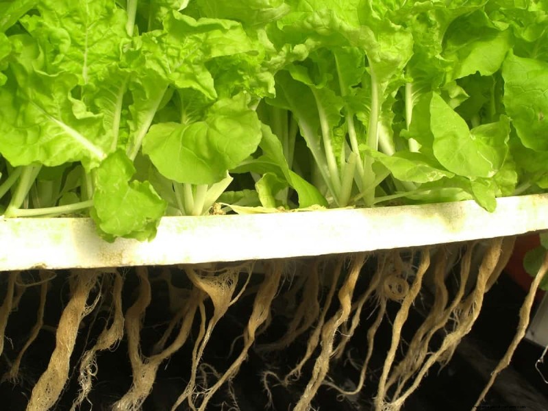 Guida all idroponica:coltivare piante con fertilizzanti liquidi fatti in casa 