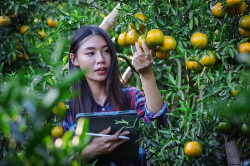 Brasiliens Orangenproduktionsschub:Befriedigung der globalen Nachfrage 