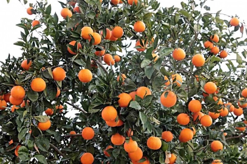 Brasiliens Orangenproduktionsschub:Befriedigung der globalen Nachfrage 