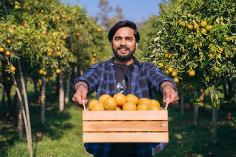 Brasiliens Orangenproduktionsschub:Befriedigung der globalen Nachfrage 