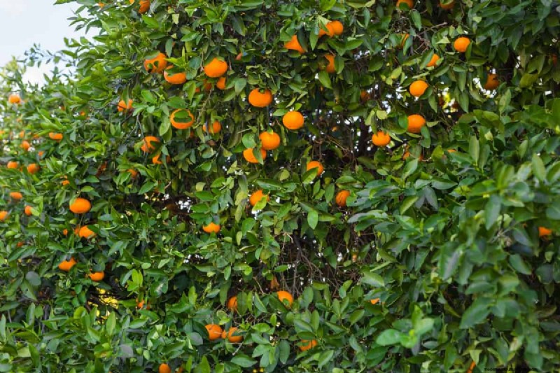 Brasiliens Orangenproduktionsschub:Befriedigung der globalen Nachfrage 