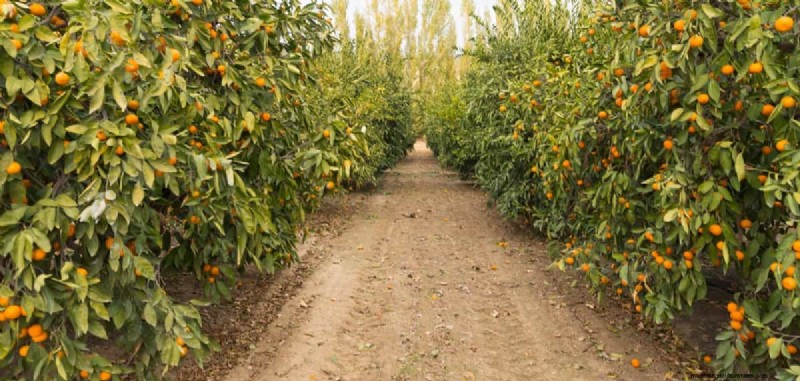 Brasiliens Orangenproduktionsschub:Befriedigung der globalen Nachfrage 