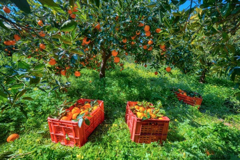Steigende Preise für Orangensaft verstehen:Herausforderungen im Zitrusanbau 