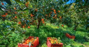 Steigende Preise für Orangensaft verstehen:Herausforderungen im Zitrusanbau 