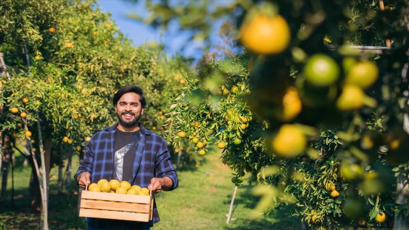 Steigende Preise für Orangensaft verstehen:Herausforderungen im Zitrusanbau 