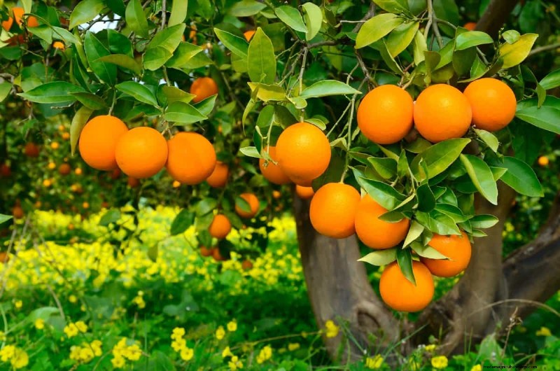 Steigende Preise für Orangensaft verstehen:Herausforderungen im Zitrusanbau 