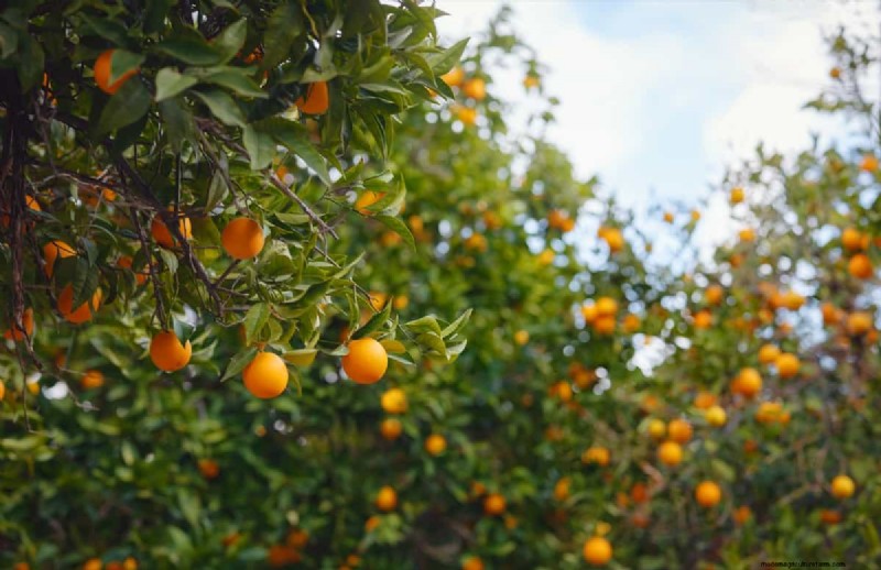 Steigende Preise für Orangensaft verstehen:Herausforderungen im Zitrusanbau 