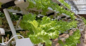 Vertical Farming-Kosten:Eine umfassende Kostenaufschlüsselung für Einsteiger 