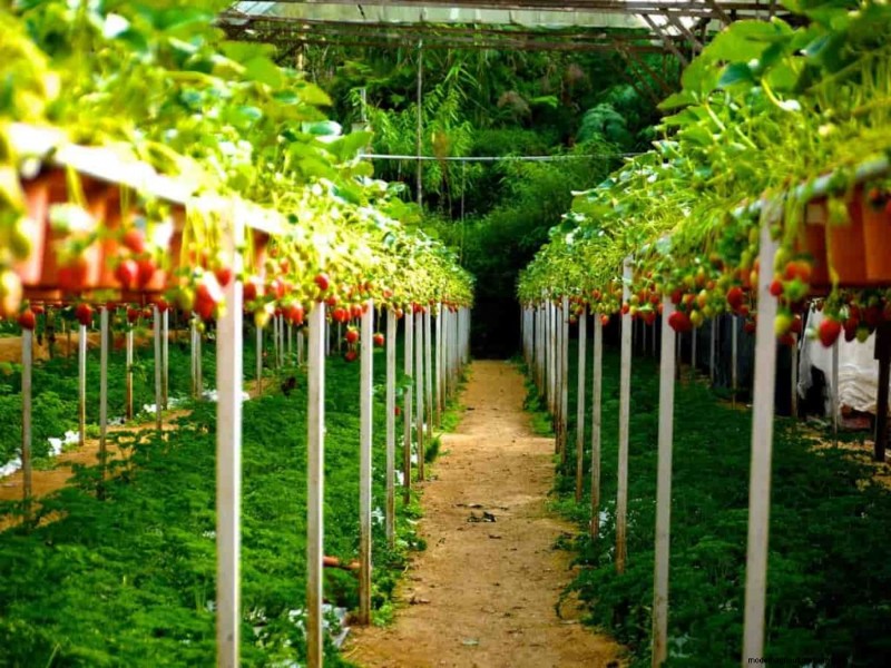 Vertical Farming-Kosten:Eine umfassende Kostenaufschlüsselung für Einsteiger 
