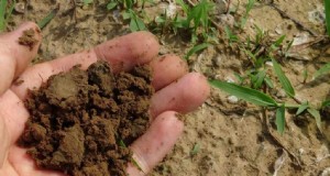 Analisi del suolo per le piante di pomodoro:una guida completa 