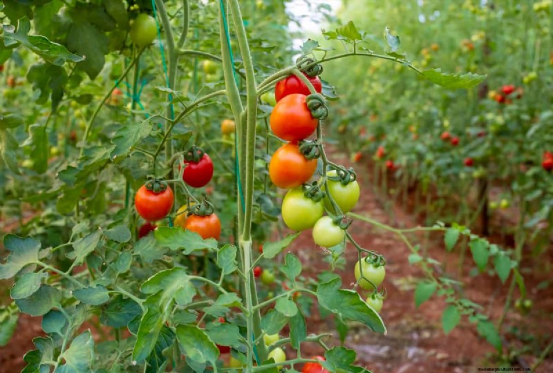 Analisi del suolo per le piante di pomodoro:una guida completa 