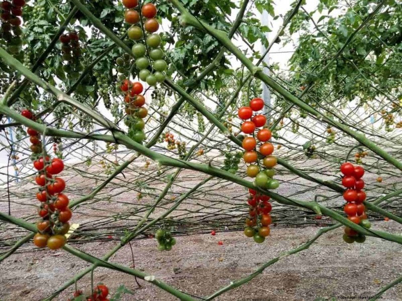 Analisi del suolo per le piante di pomodoro:una guida completa 