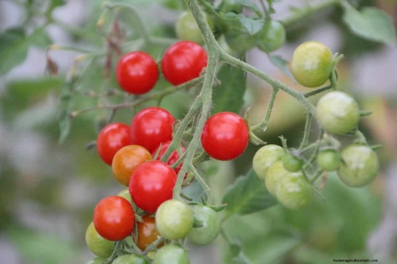 Analisi del suolo per le piante di pomodoro:una guida completa 
