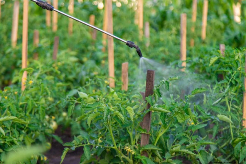 Analisi del suolo per le piante di pomodoro:una guida completa 
