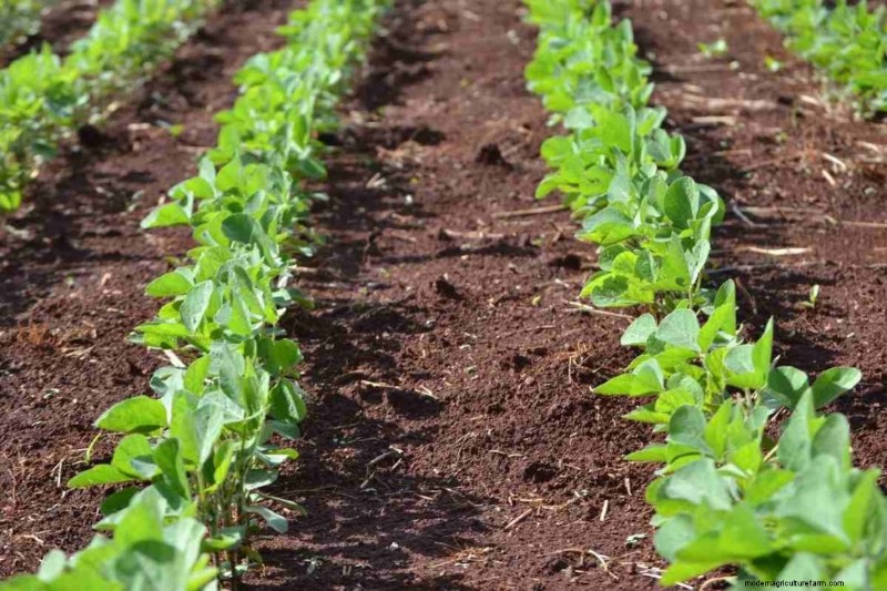 Cultivos intercalados de legumbres y hortalizas:aumentan el rendimiento y la salud del suelo 