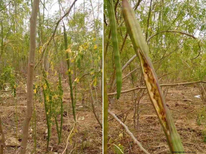 モリンガの間作:収量と持続可能性の向上 - 実証済みの戦略 