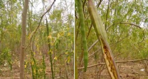 Consociazione di Moringa:aumenta la resa e la sostenibilità - Strategie comprovate 