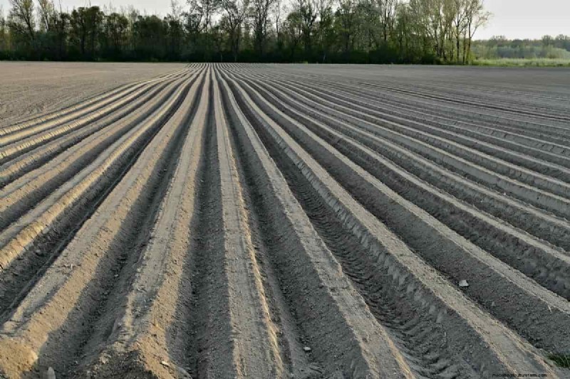 モリンガの間作:収量と持続可能性の向上 - 実証済みの戦略 