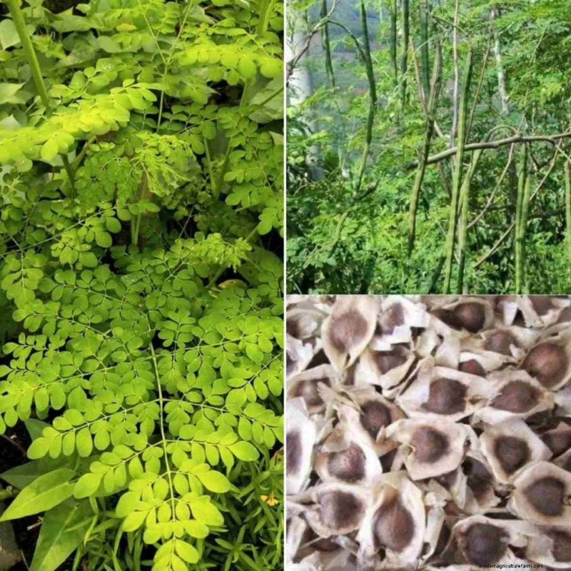 モリンガの間作:収量と持続可能性の向上 - 実証済みの戦略 