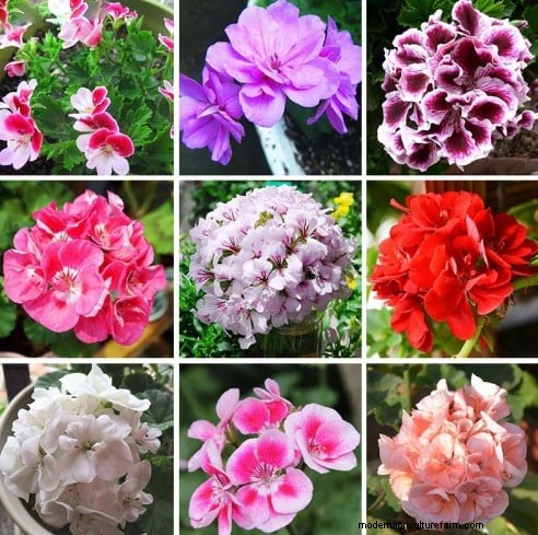 Geraniums:genereer inkomsten met uw tuin en creëer een winstgevend bedrijf 