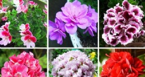Geraniums:genereer inkomsten met uw tuin en creëer een winstgevend bedrijf 