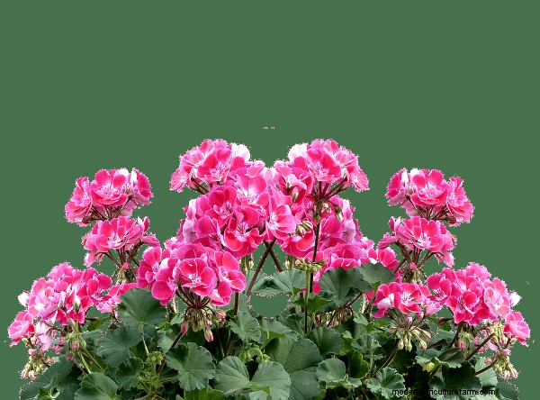 Geraniums:genereer inkomsten met uw tuin en creëer een winstgevend bedrijf 