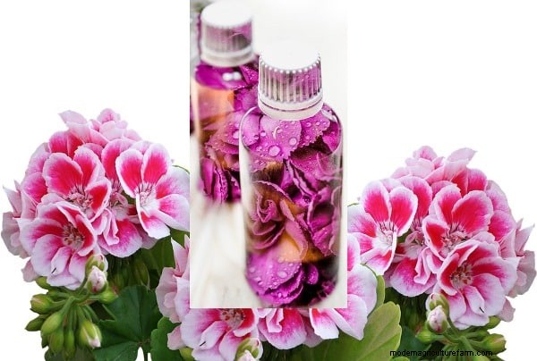 Geraniums:genereer inkomsten met uw tuin en creëer een winstgevend bedrijf 
