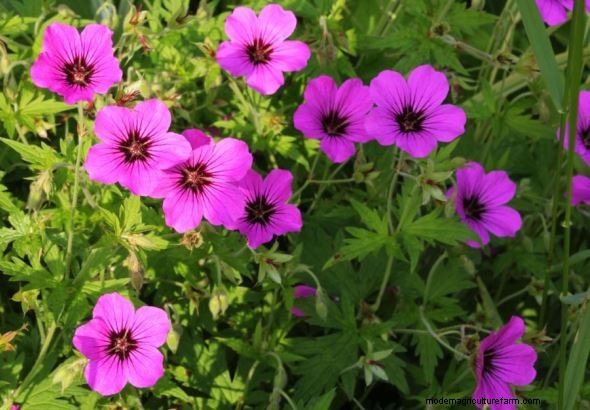 Geraniums:genereer inkomsten met uw tuin en creëer een winstgevend bedrijf 
