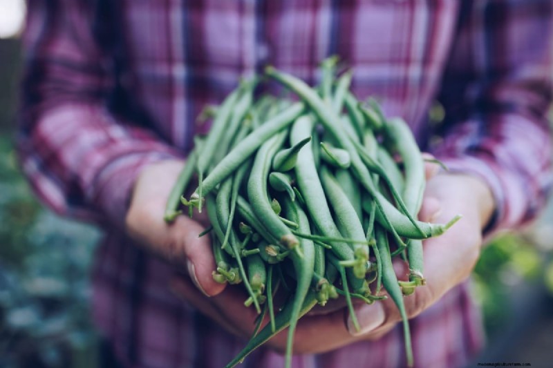 Bohnenanbau in Kenia:Ein umfassender Leitfaden für Landwirte 