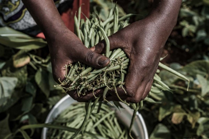 Bohnenanbau in Kenia:Ein umfassender Leitfaden für Landwirte 