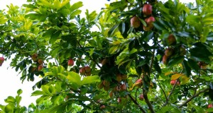 Fehler beim Pflanzen von Obstbäumen:Vermeiden Sie diese häufigen Fehler 
