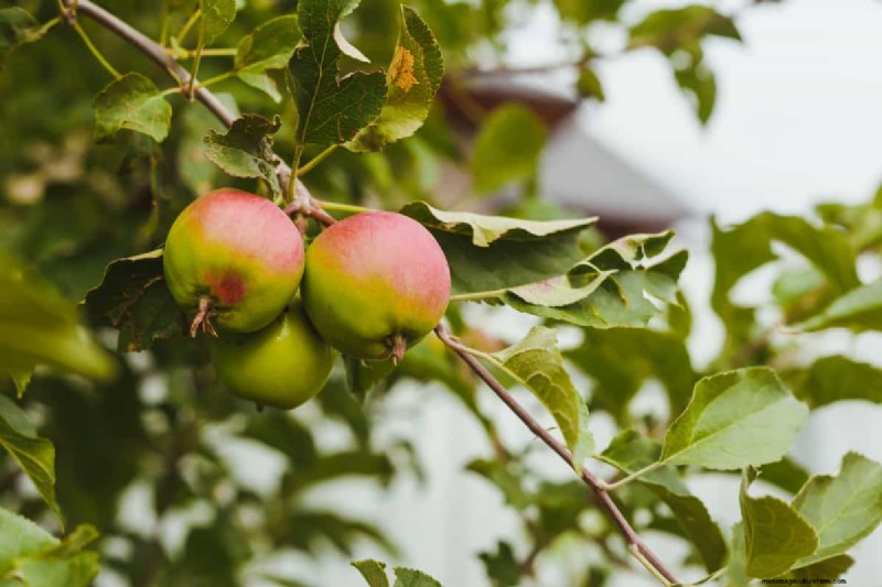 Fehler beim Pflanzen von Obstbäumen:Vermeiden Sie diese häufigen Fehler 