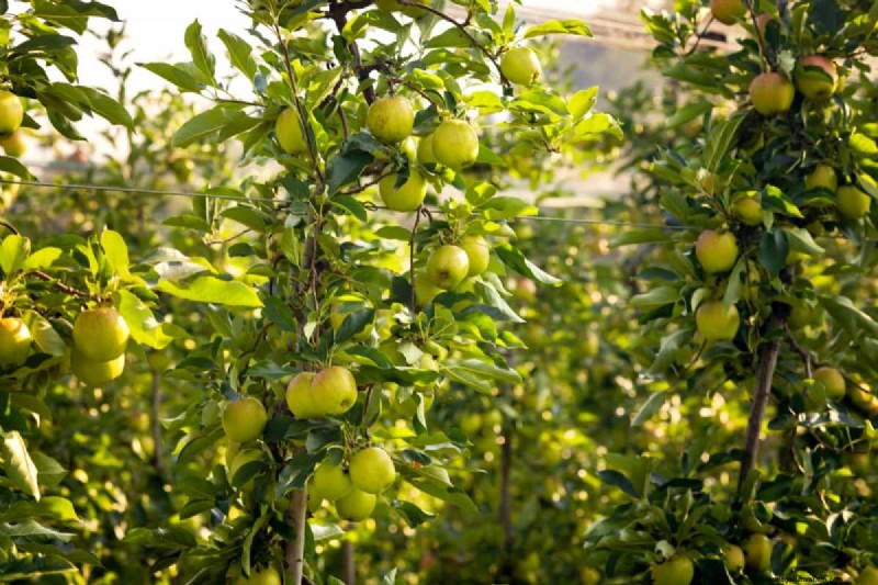Fehler beim Pflanzen von Obstbäumen:Vermeiden Sie diese häufigen Fehler 