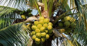Maximize o rendimento do coco:estratégias comprovadas de polinização para agricultores 